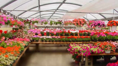 Bedding Variety